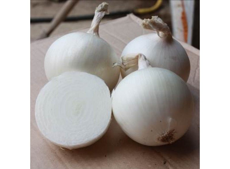 Семена лука Примо Бланко (250 000 семян), Libra Seeds (Erste Zaden)